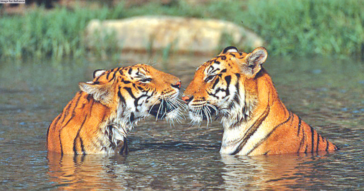 RESURGENCE OF TIGER POPULATION IN ‘BAGHSTHAN’